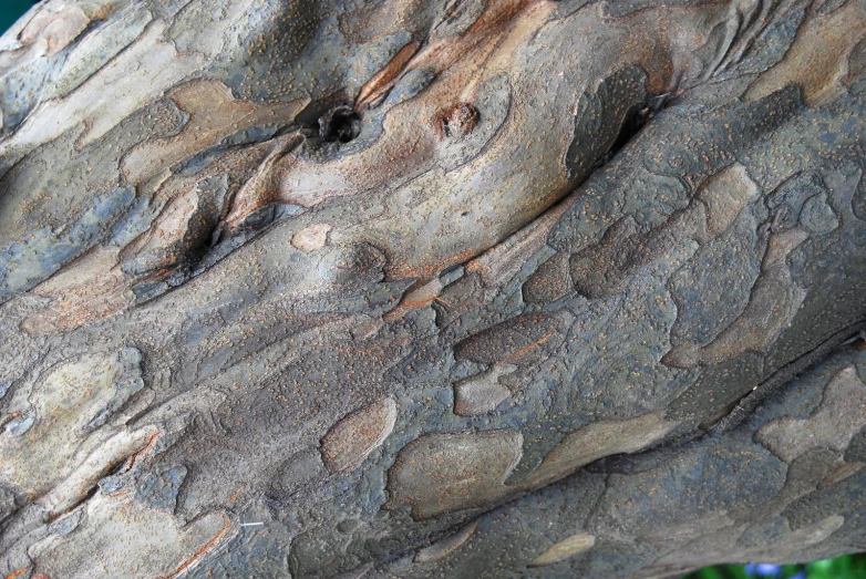 the bark of an old tree that is really old