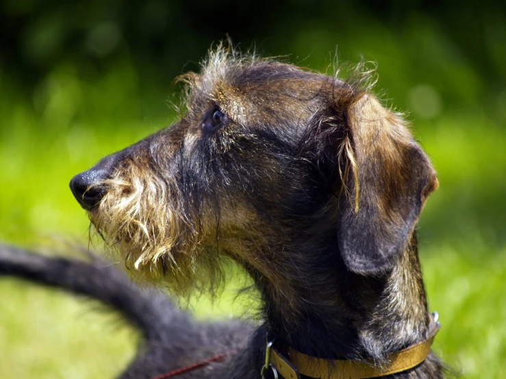 a small dog is outside on grass and has his eyes open