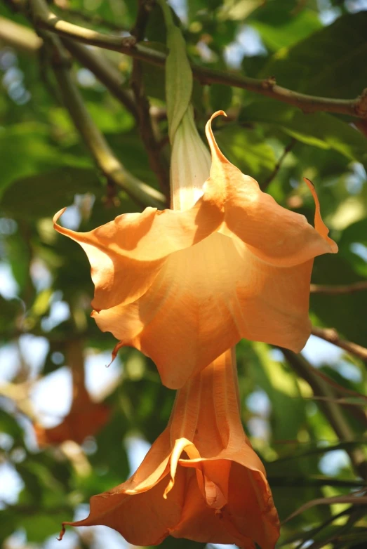 an orange flower with green leaves on a tree