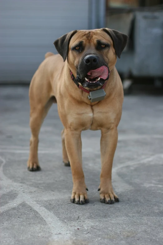 an adorable, tan dog with its tongue hanging out