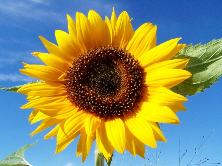 a large yellow sunflower with a blue sky in the background