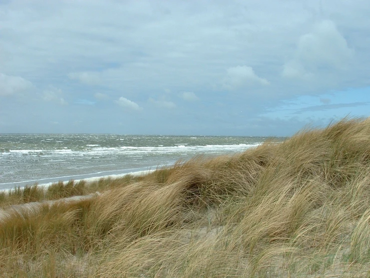 tall grasses blowing in the wind on an ocean shore