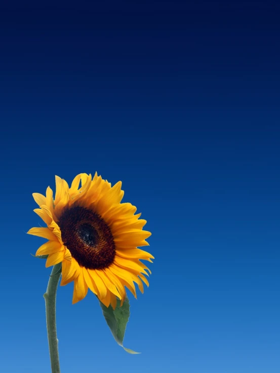 a large sunflower stands tall in front of a blue sky
