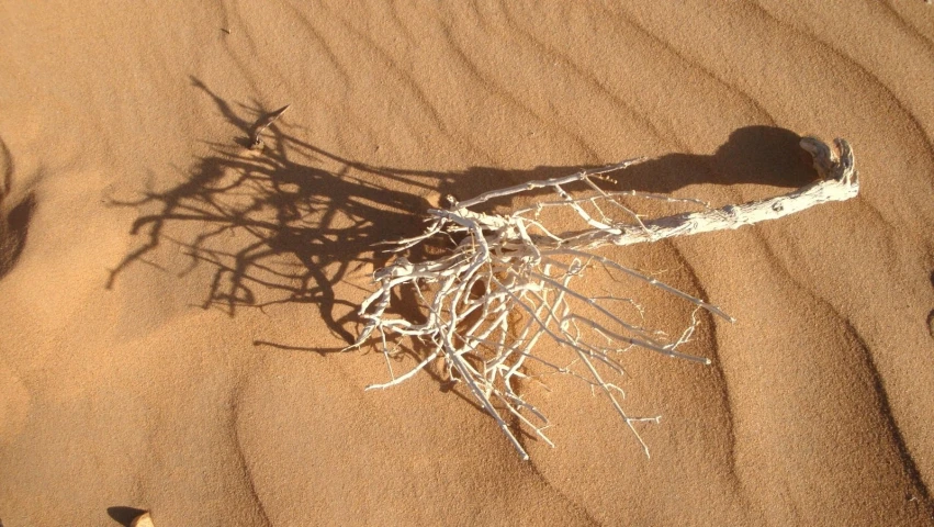 the top view of a nch with roots on a sandy beach