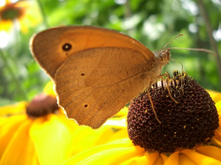 a brown erfly resting on a yellow flower