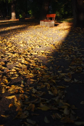 fallen leaves and a bench with the sun peeking through