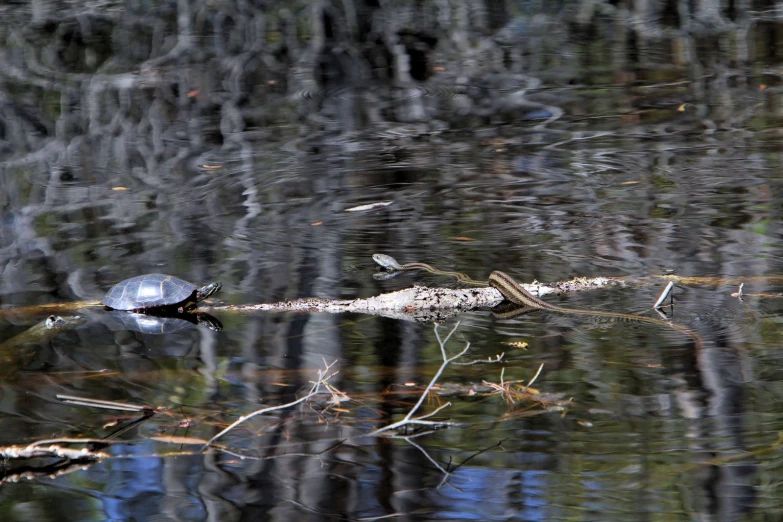 an animal floating on top of a body of water