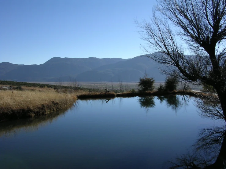 a pond surrounded by dry brush and trees