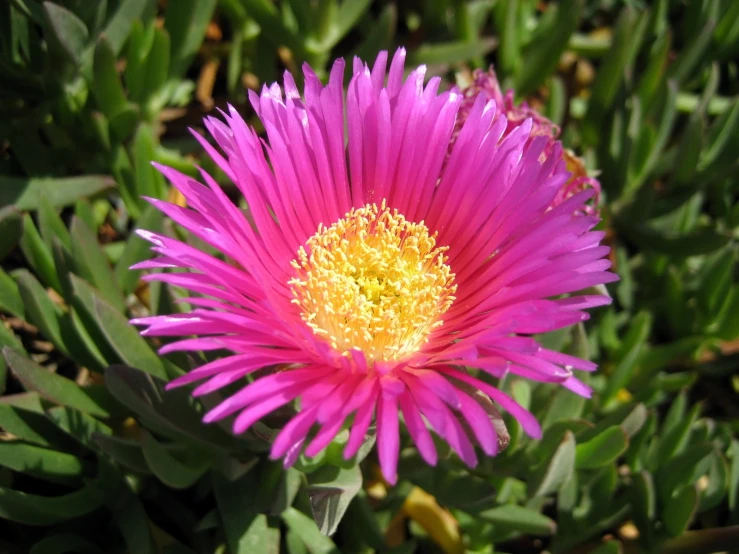 a pink flower with yellow center surrounded by green grass