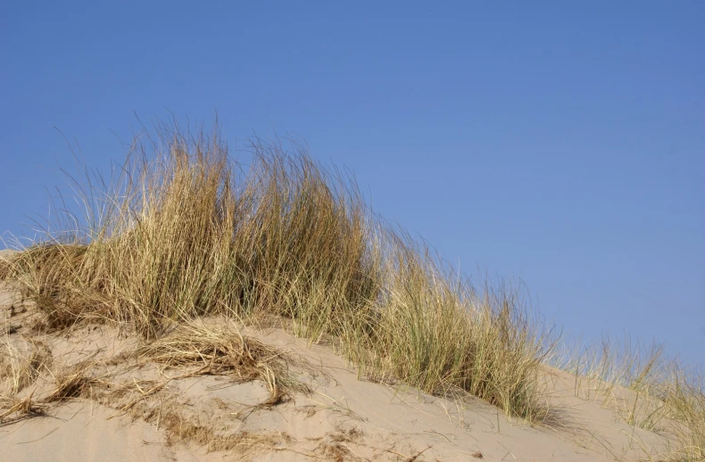 a sand dune with weeds growing out of it