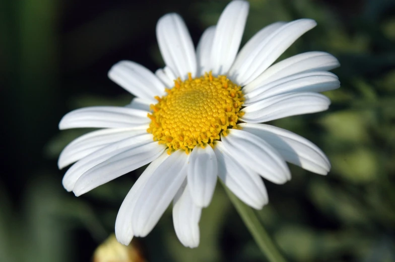 close up view of a white flower with yellow center