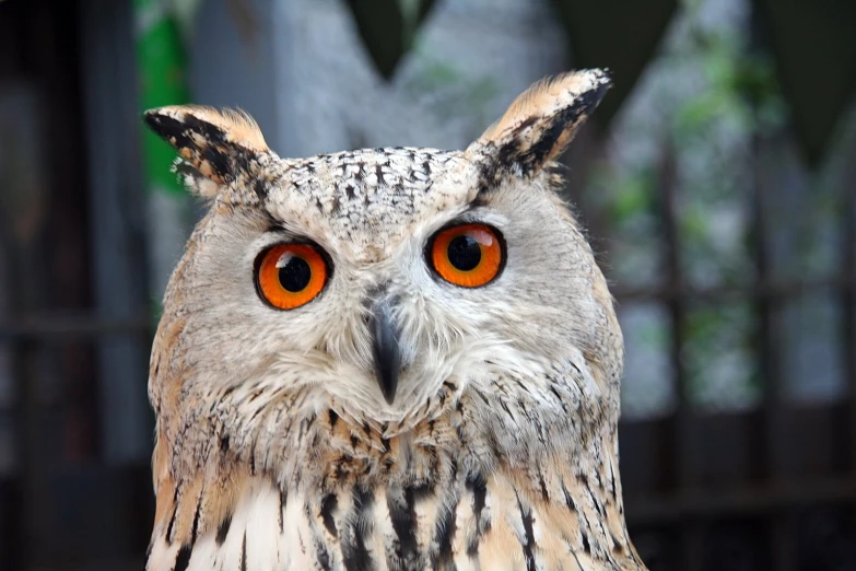 a closeup view of an owl looking very serious