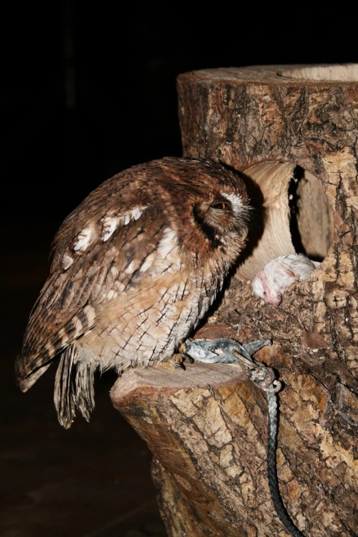 a barred owl is on top of a wooden log