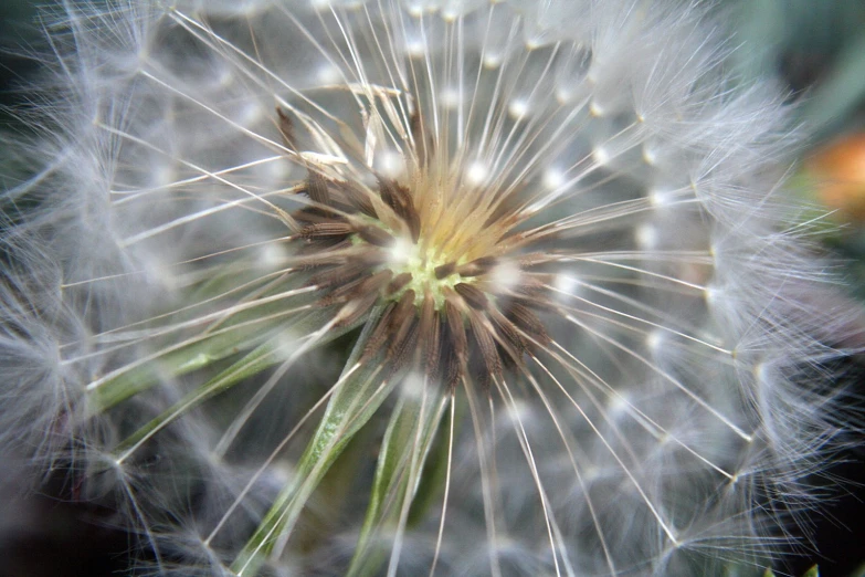 dandelion blowing in the wind along a leafy background