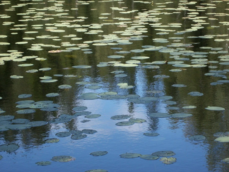 lily pads cover the water surface as it stands in the water