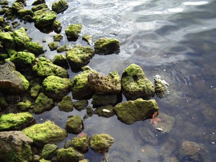 there is green rocks on the shore and water