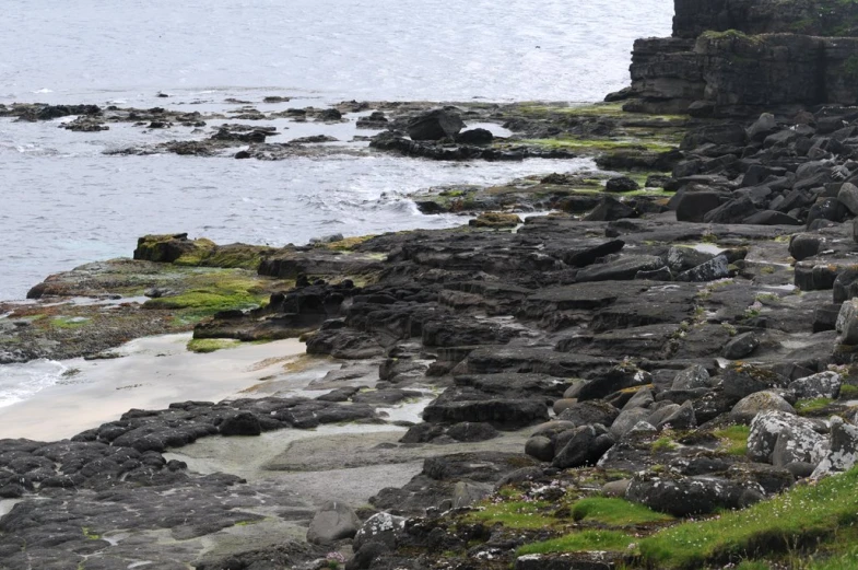 the rocky shore has a cow sitting on top of it