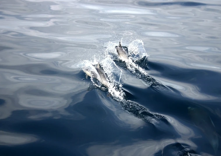 a small group of dolphins swimming together in the water