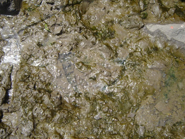 the texture of a rock covered in seaweed