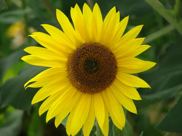 large yellow sunflower in bloom surrounded by thick green leaves