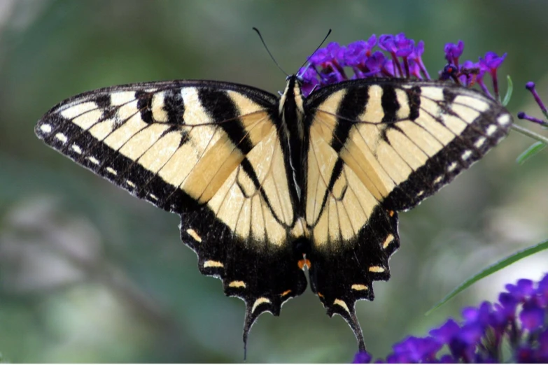 a tiger stripe erfly perched on a purple flower