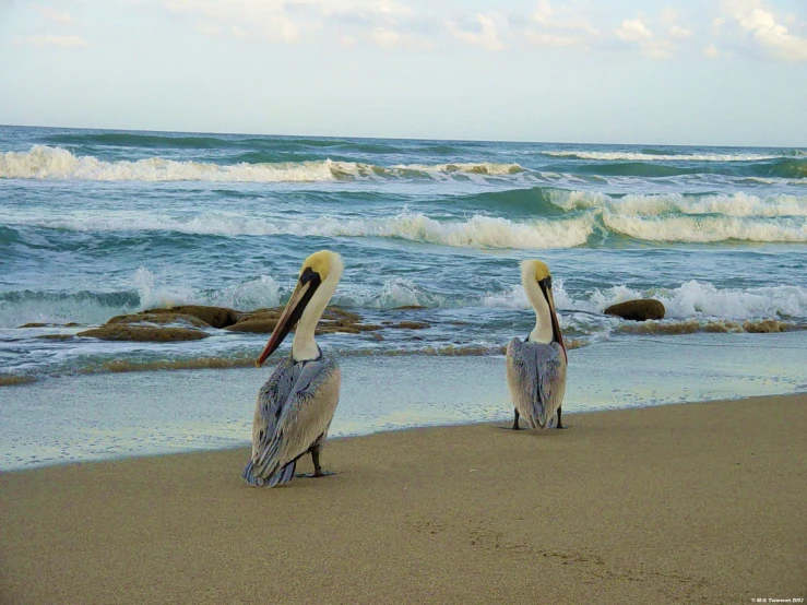 two birds stand in front of the ocean