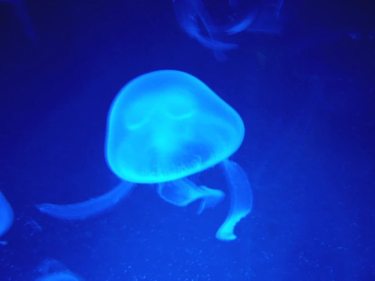 blue jelly fish sitting in the deep water