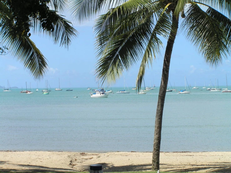 a po taken through the leaves of two palm trees