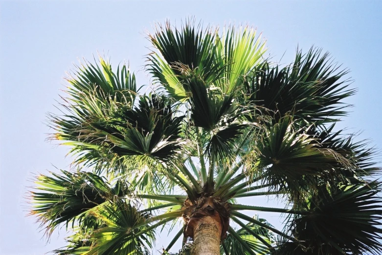 a palm tree is pictured in this po