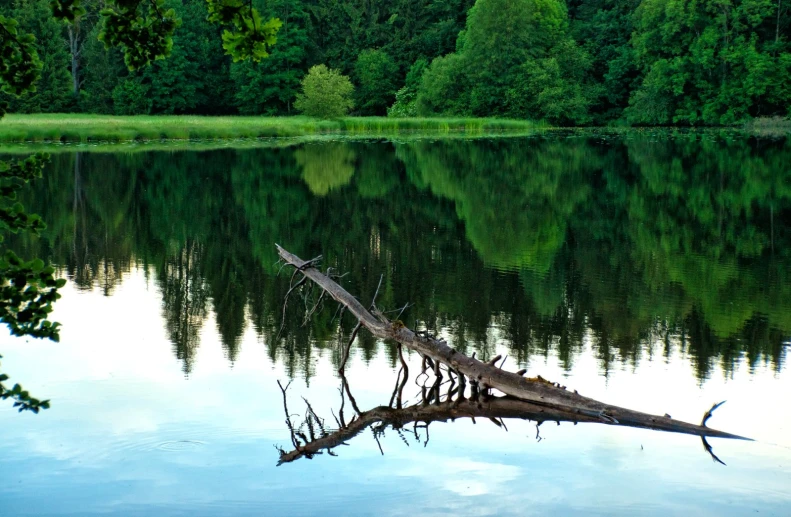 an upside down tree leaning on the edge of water