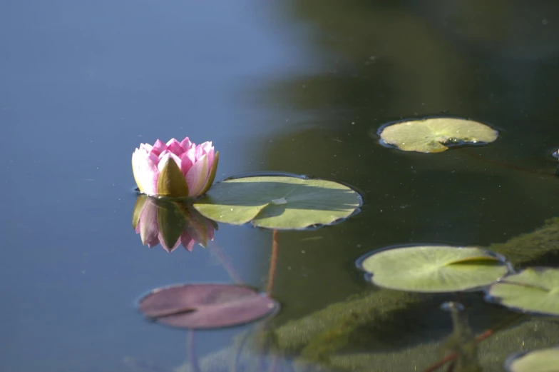 a flower sits alone on the top of some leaves