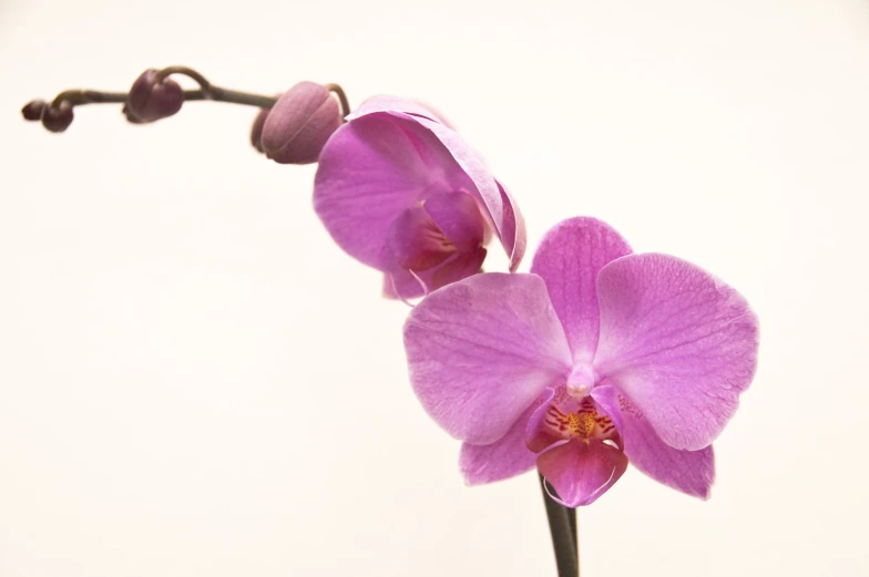 two pink orchids with long stems and yellow tips