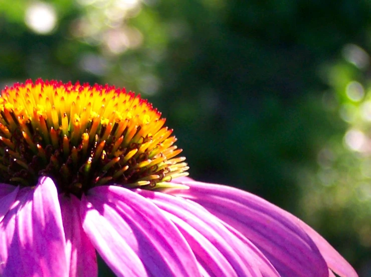 a yellow and purple flower with a green background