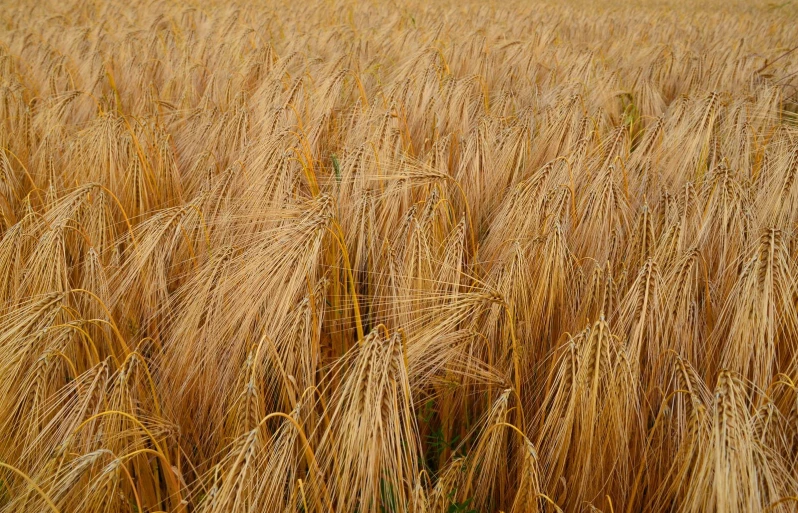 the ripening ears of barley are ready to be harvested