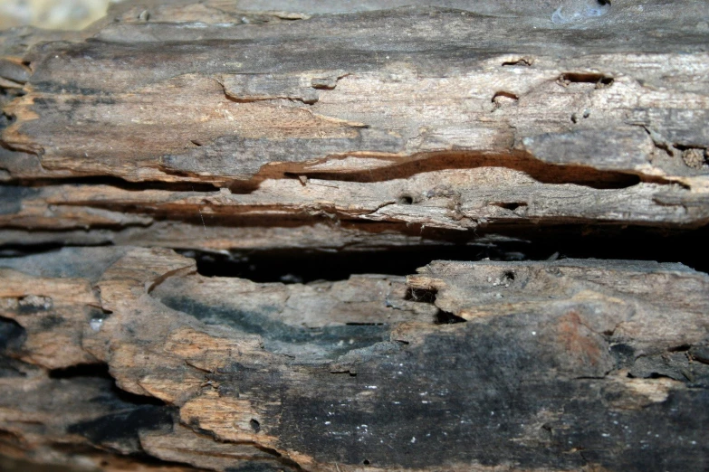 an old tree log is dark and very rustic