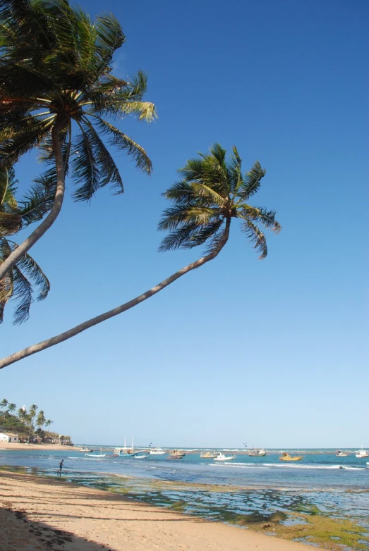 this is an image of a palm tree on the beach