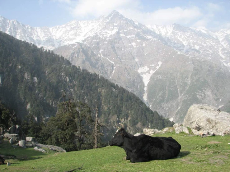a cow sits in the grass on a hill near mountains