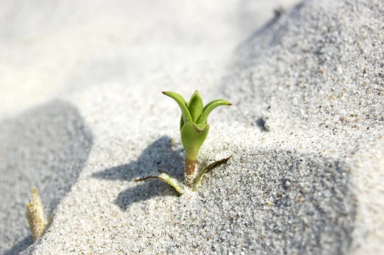 a sprout with leaves sprouting out from the sand