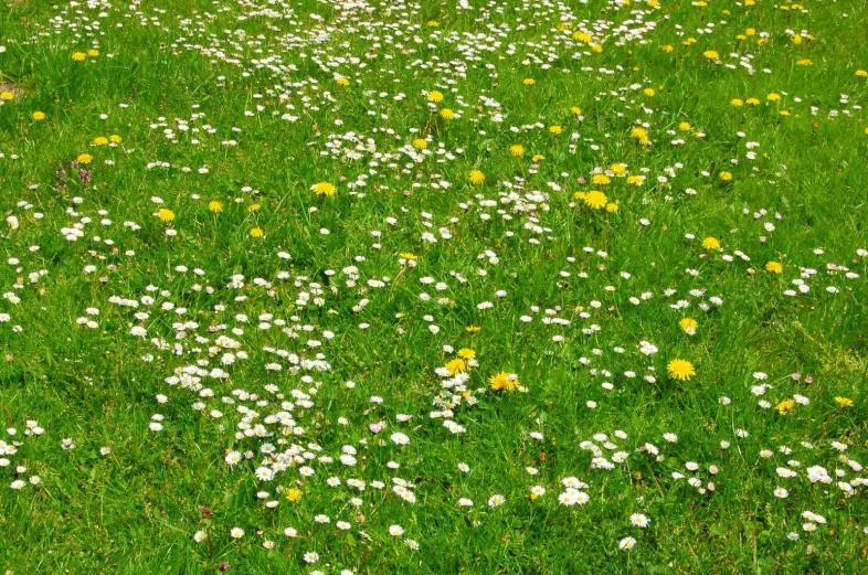 there is a white dog that is walking through the grass