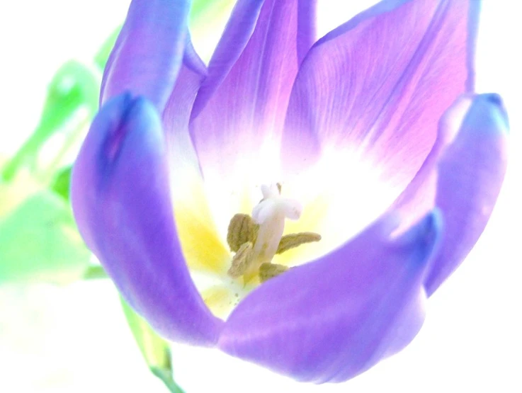 a blue and white flower is shown from inside