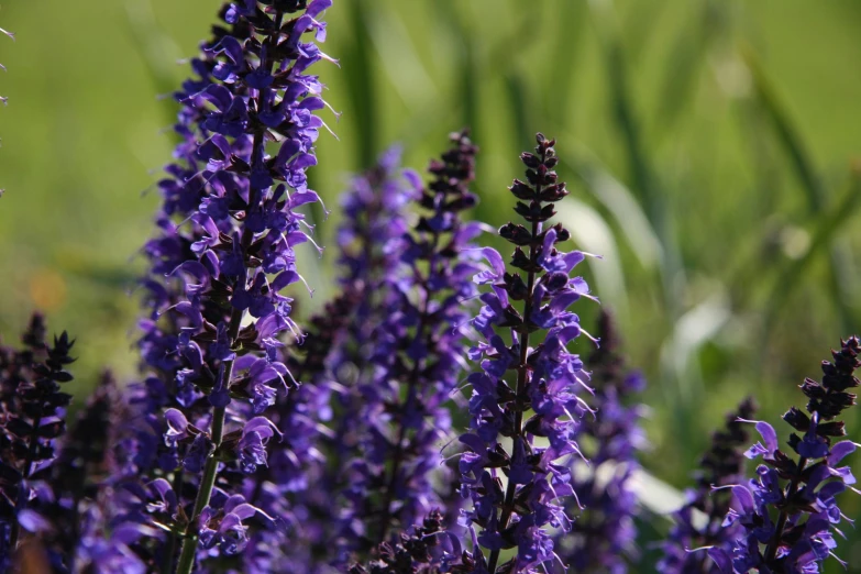 flowers are in bloom next to grass