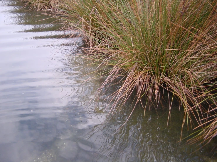 brown grass growing out of a pond with clear water