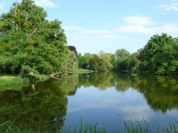 some water and trees and green plants and some water