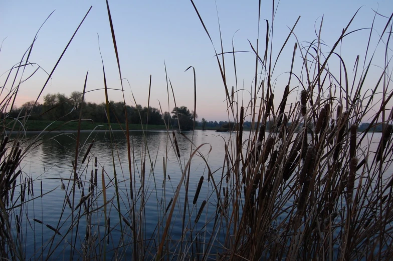 the grass in front of the lake is looking very dry