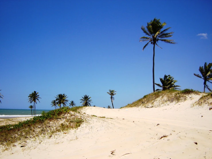a group of palm trees sitting on top of a beach