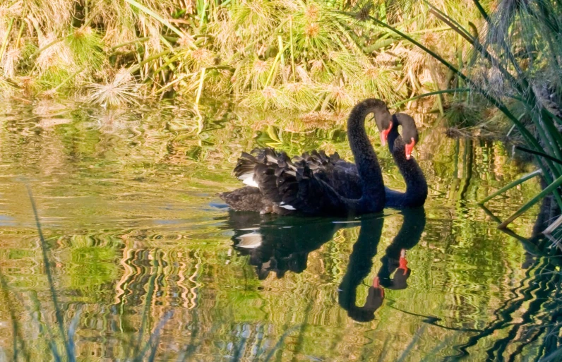 black bird with red beak in a pond