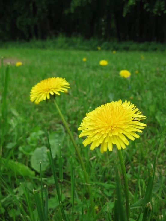 several yellow dandelions growing in a grass field