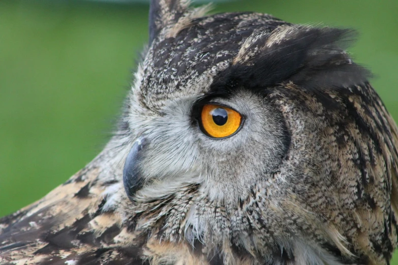 an owl with bright yellow eyes is standing on a tree nch