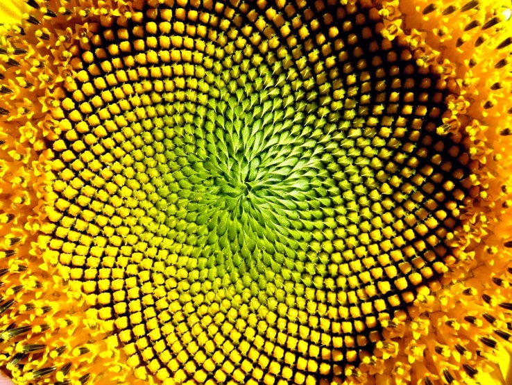 a large sunflower with its center and petals all around