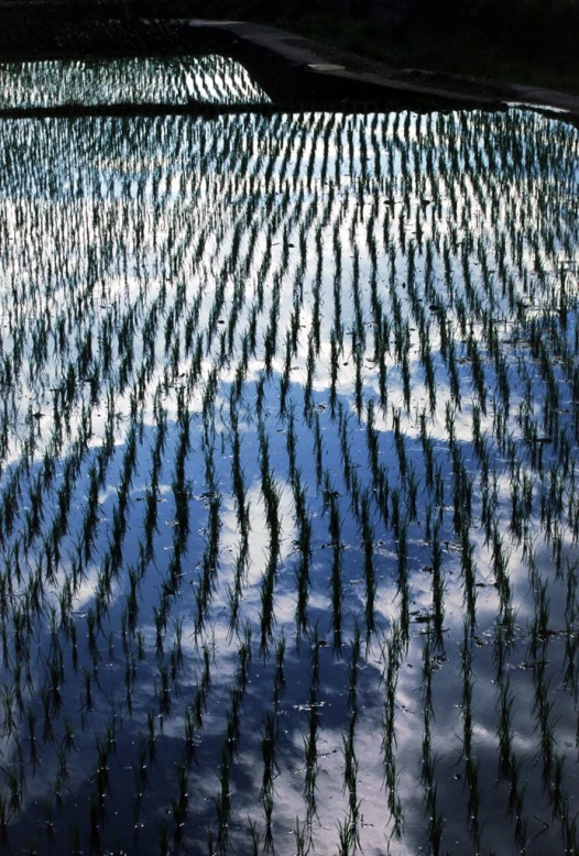 there are trees reflected in the water